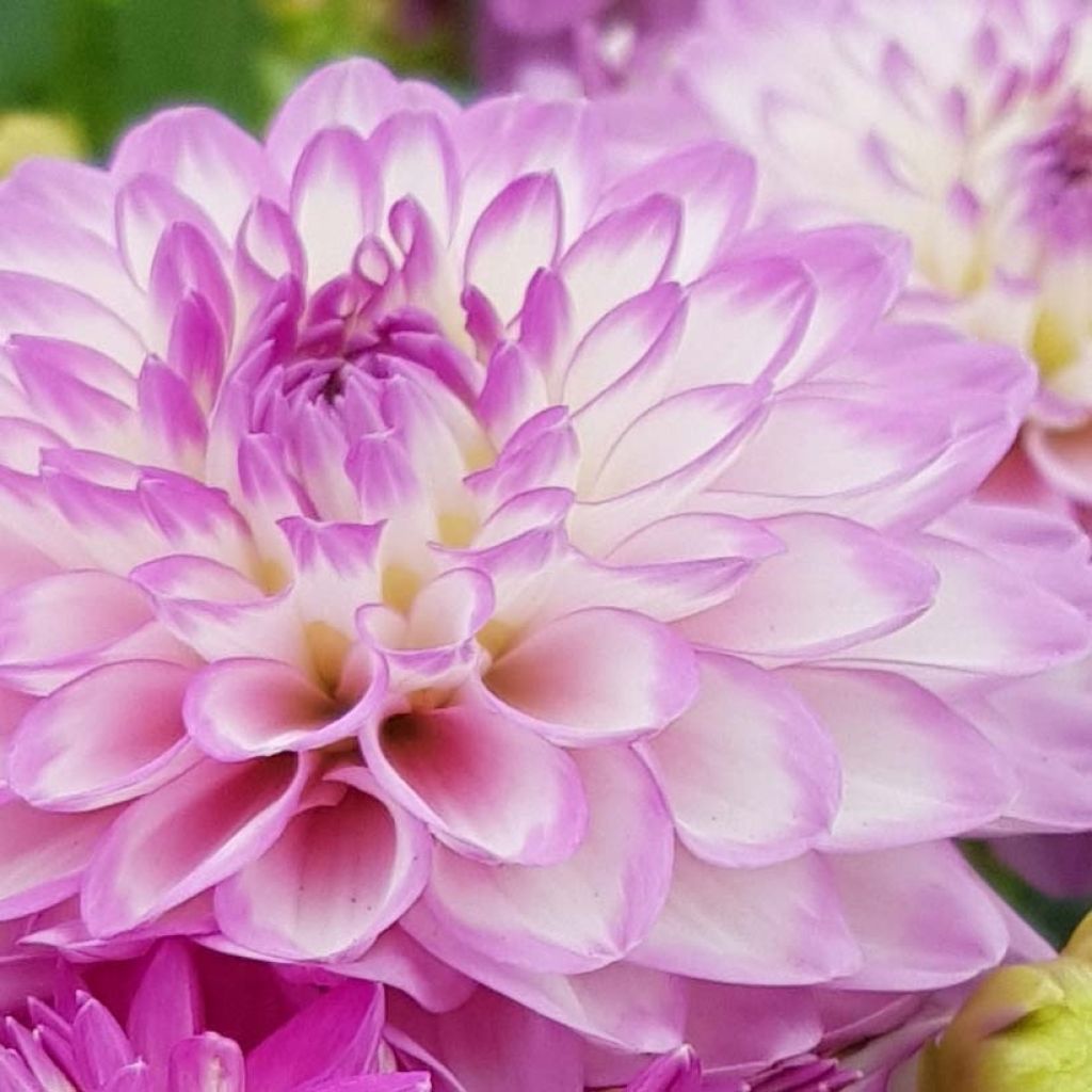 Dahlia Melody Dixie