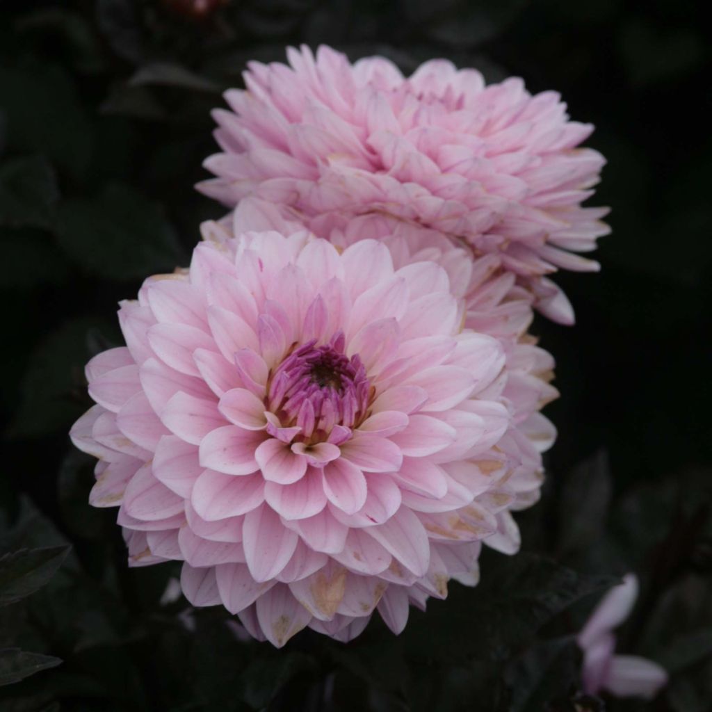 Dahlia Melody Harmony