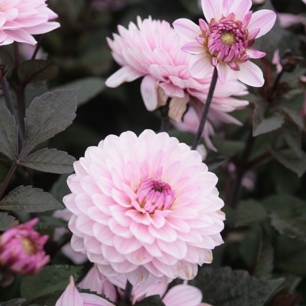 Dahlia Melody Harmony