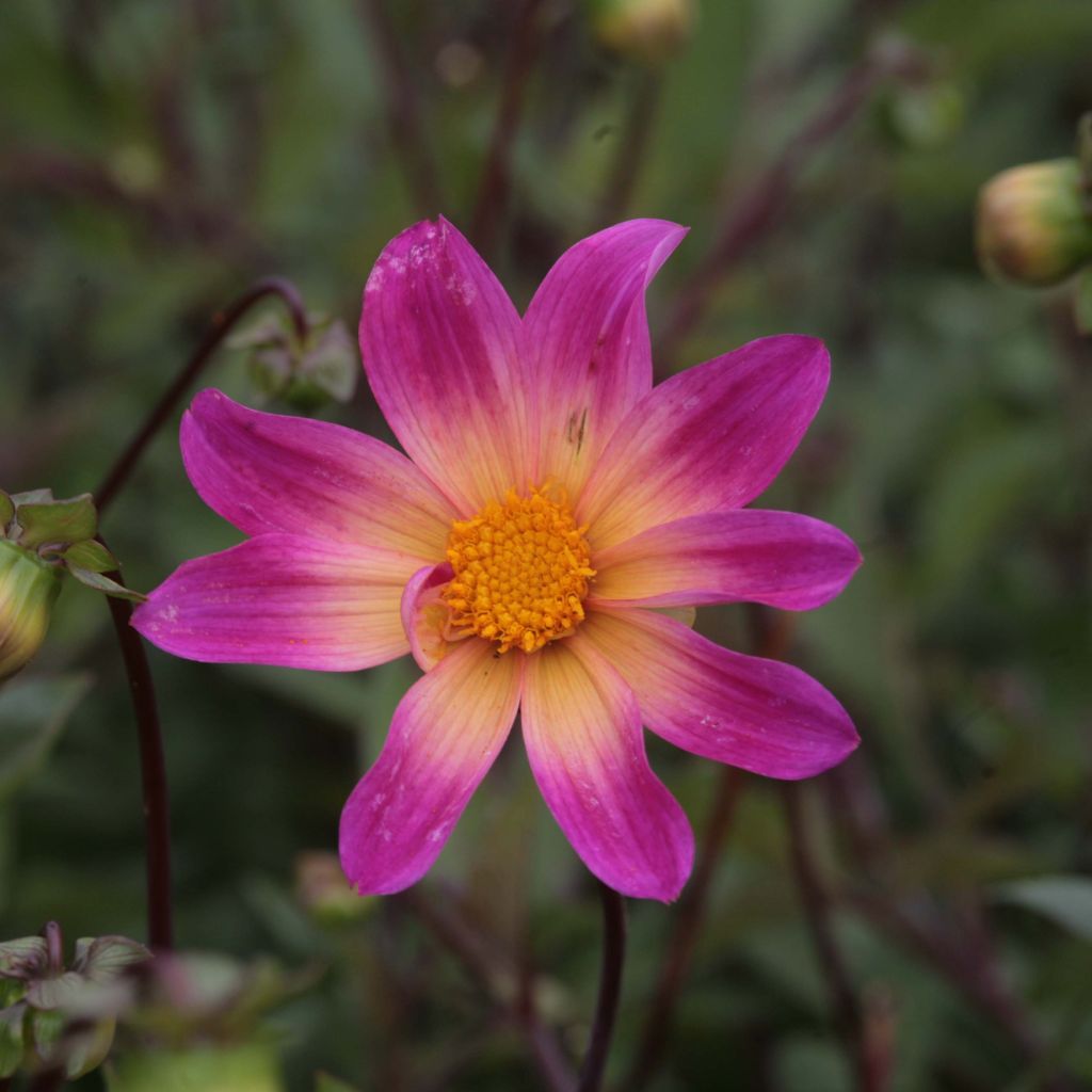 Dahlia Bright Eyes