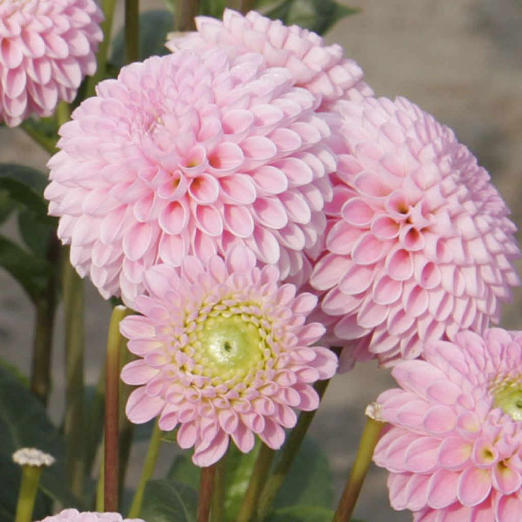 Dahlia Pink Jewel