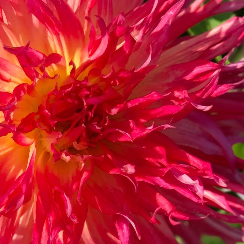 Dahlia Pinelands Pam