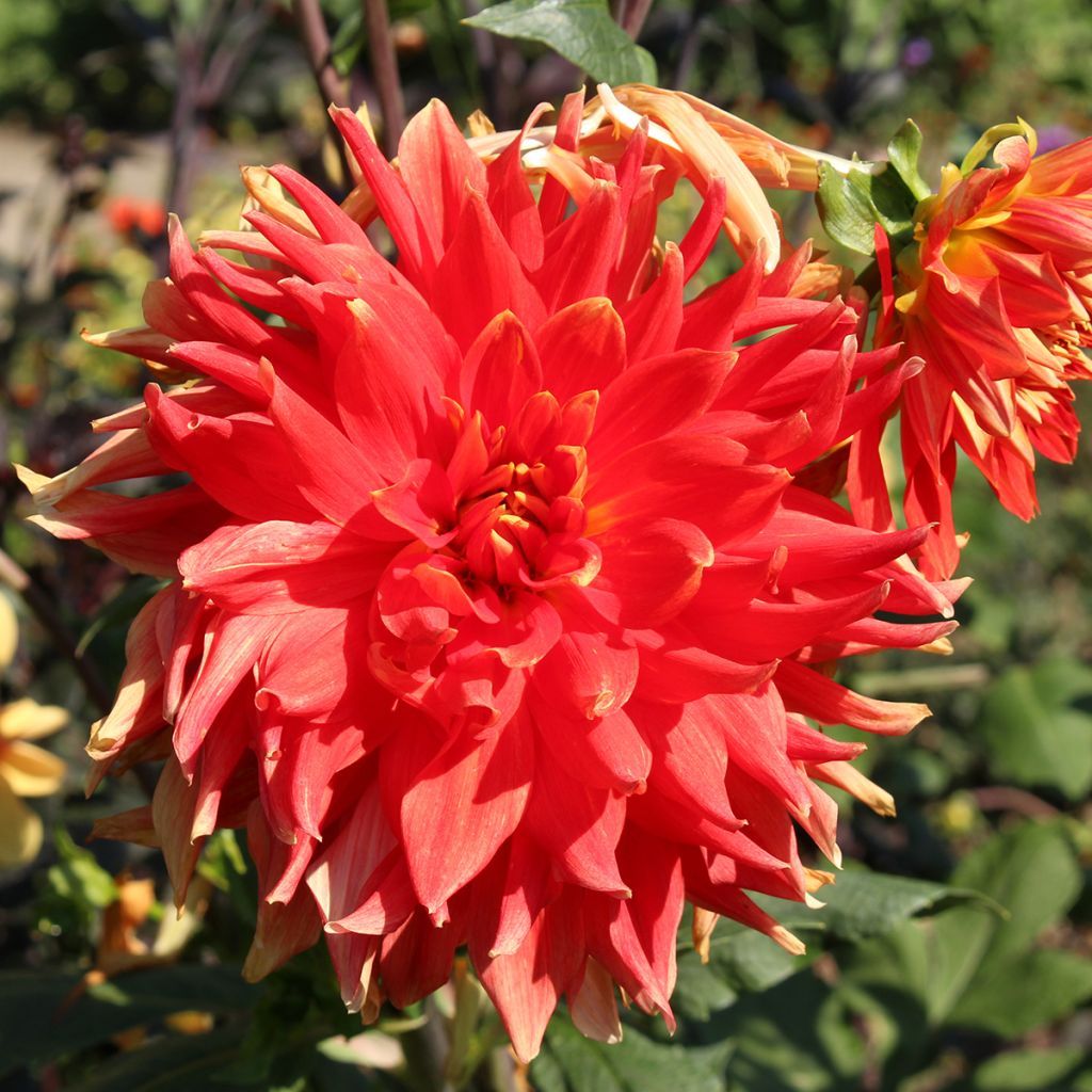 Dahlia Vulcan