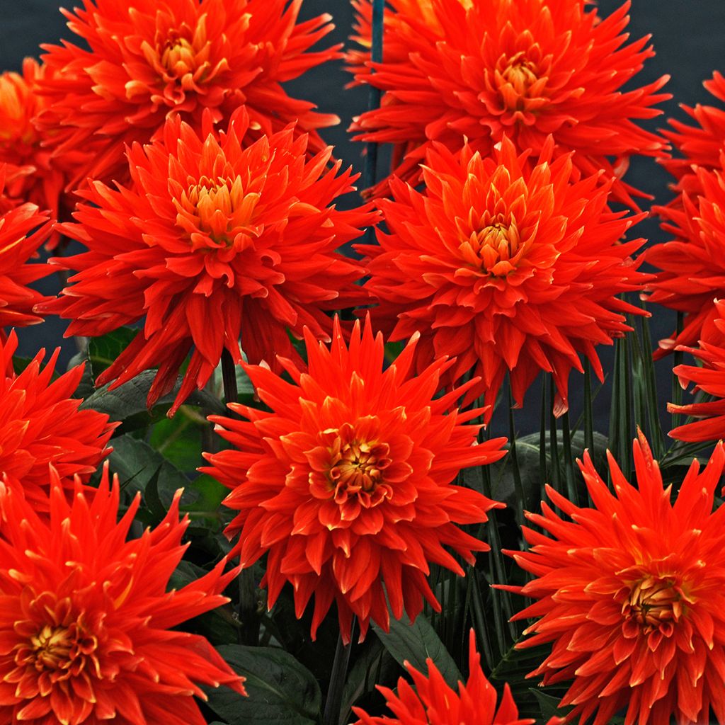 Dahlia Vulcan