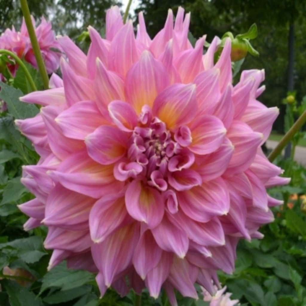 Dahlia Kid's Climax