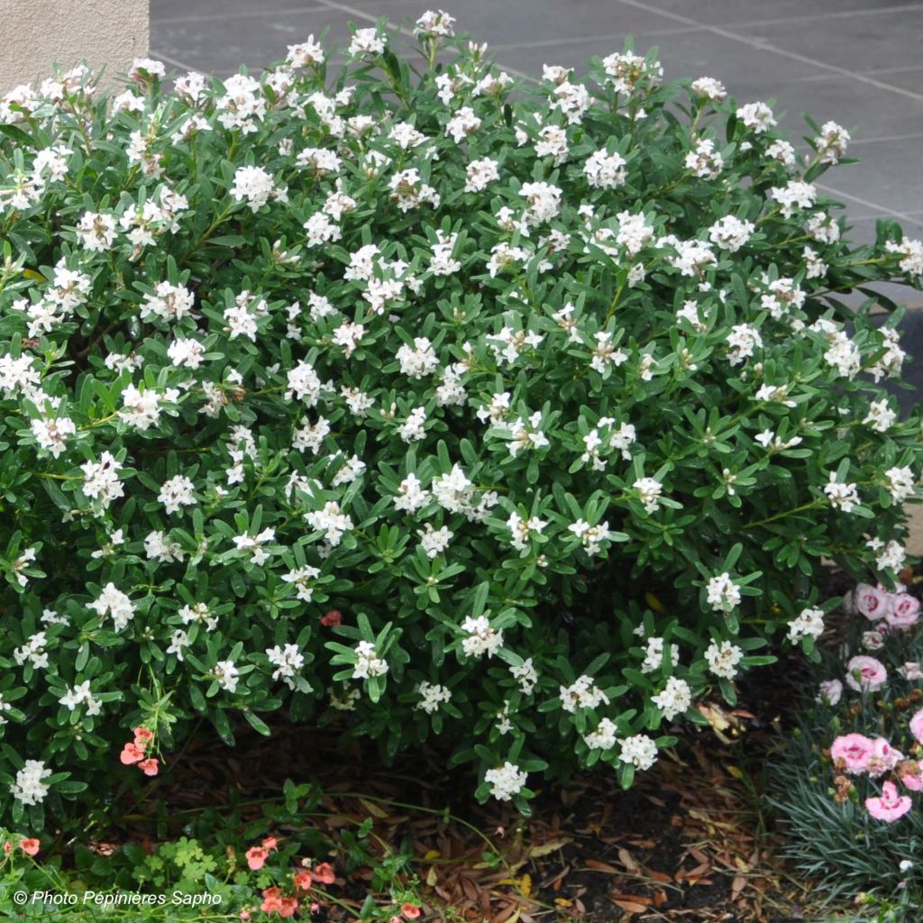 Daphne transatlantica Eternal Fragrance Blafra