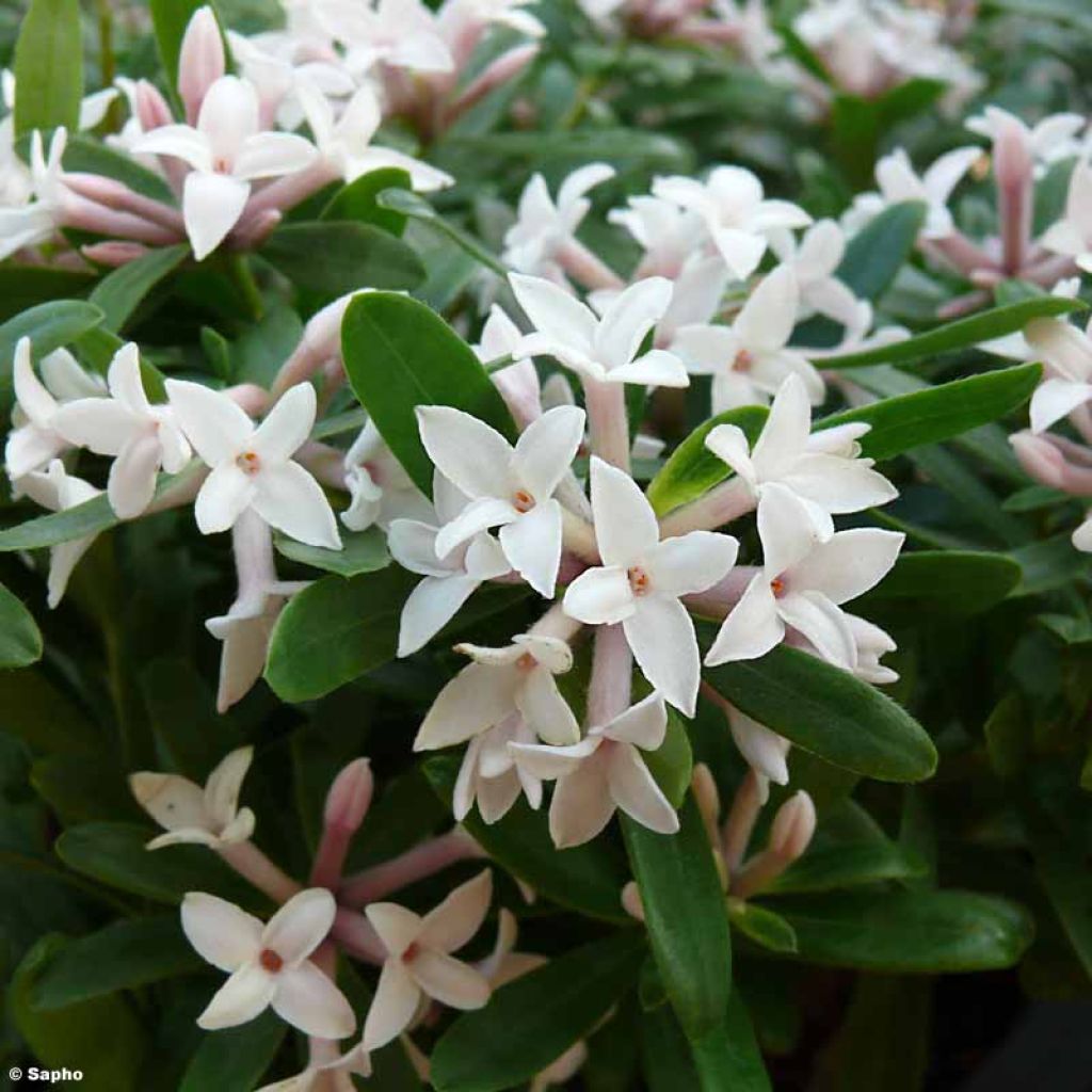 Daphne transatlantica Eternal Fragrance Blafra