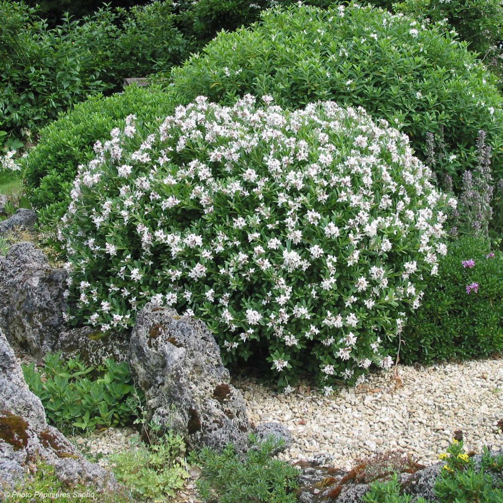 Daphne transatlantica Eternal Fragrance Blafra