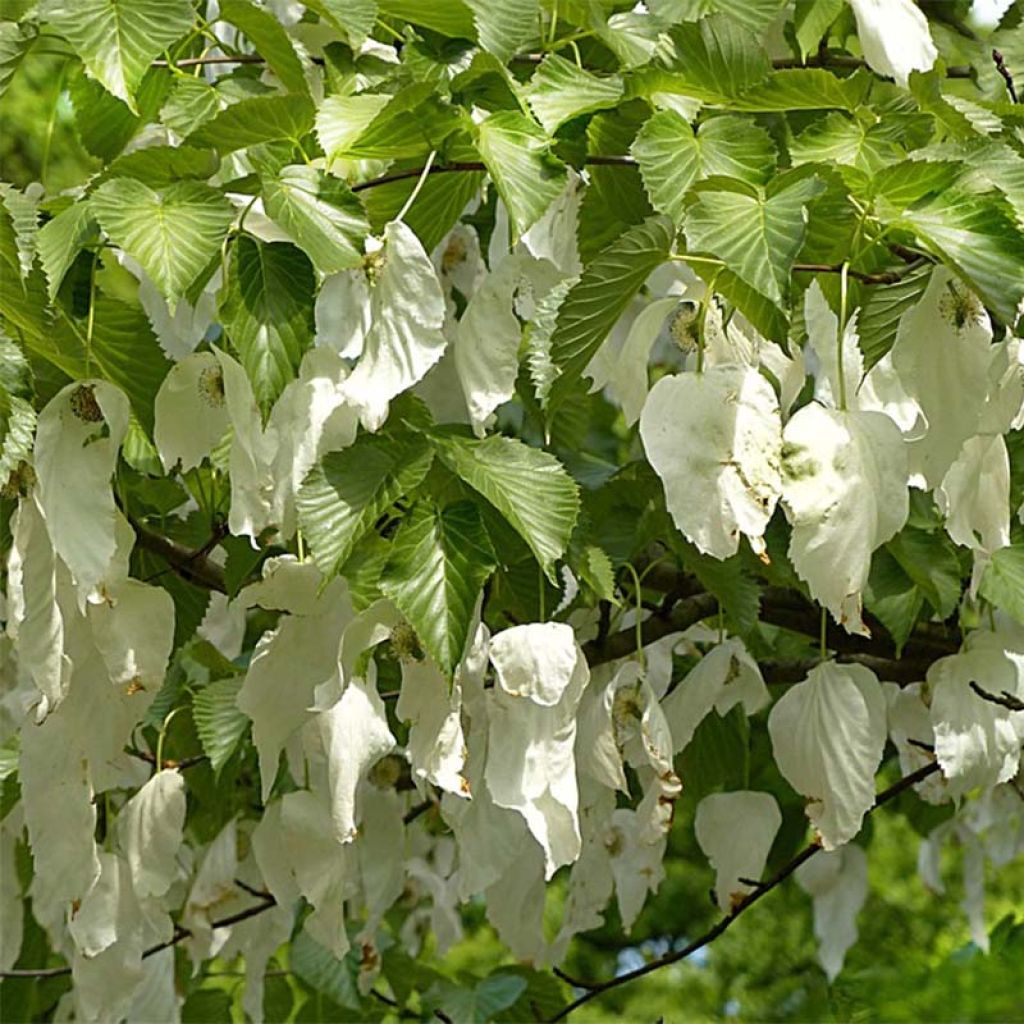 Davidia involucrata var. vilmoriniana - Dove Tree