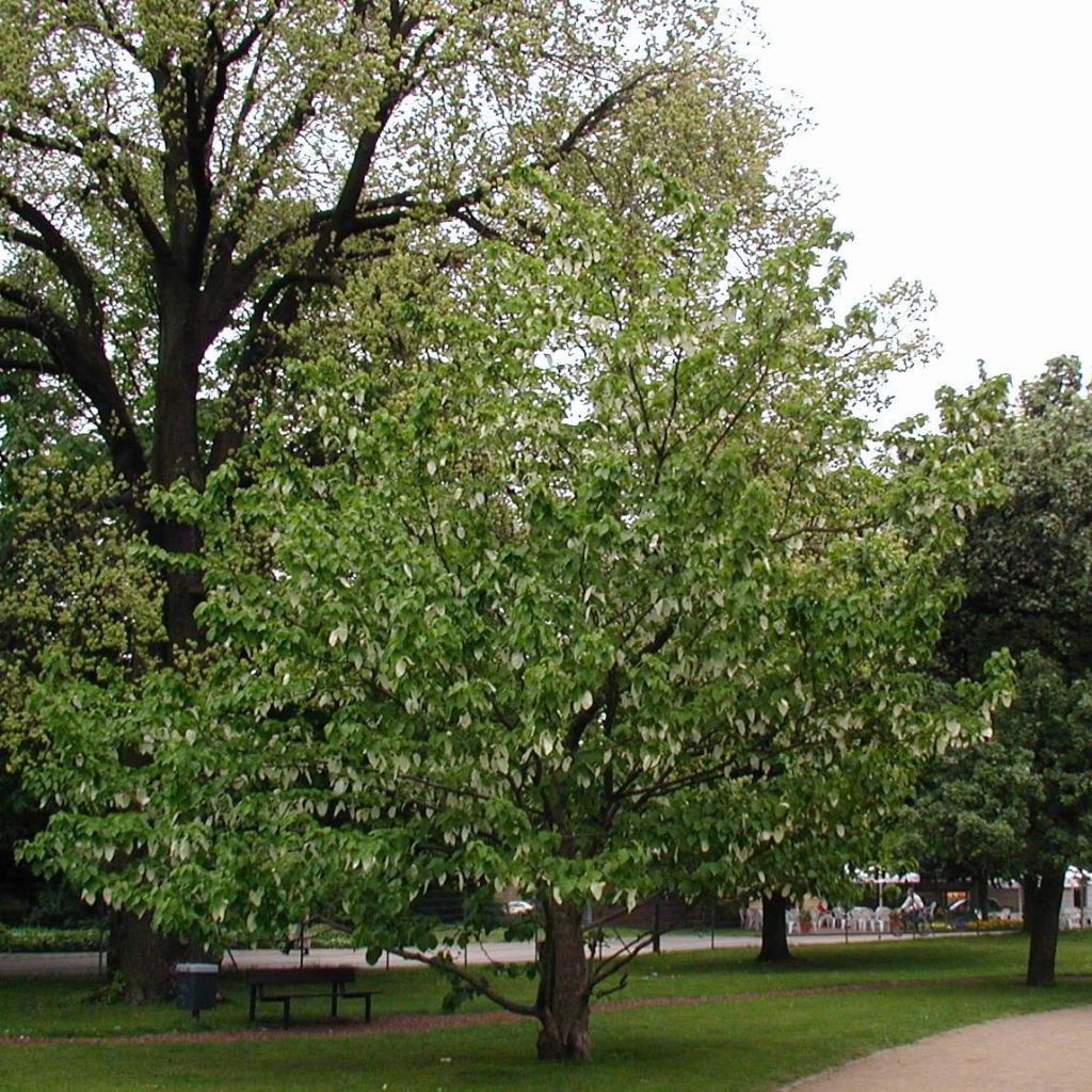 Davidia involucrata var. vilmoriniana - Dove Tree