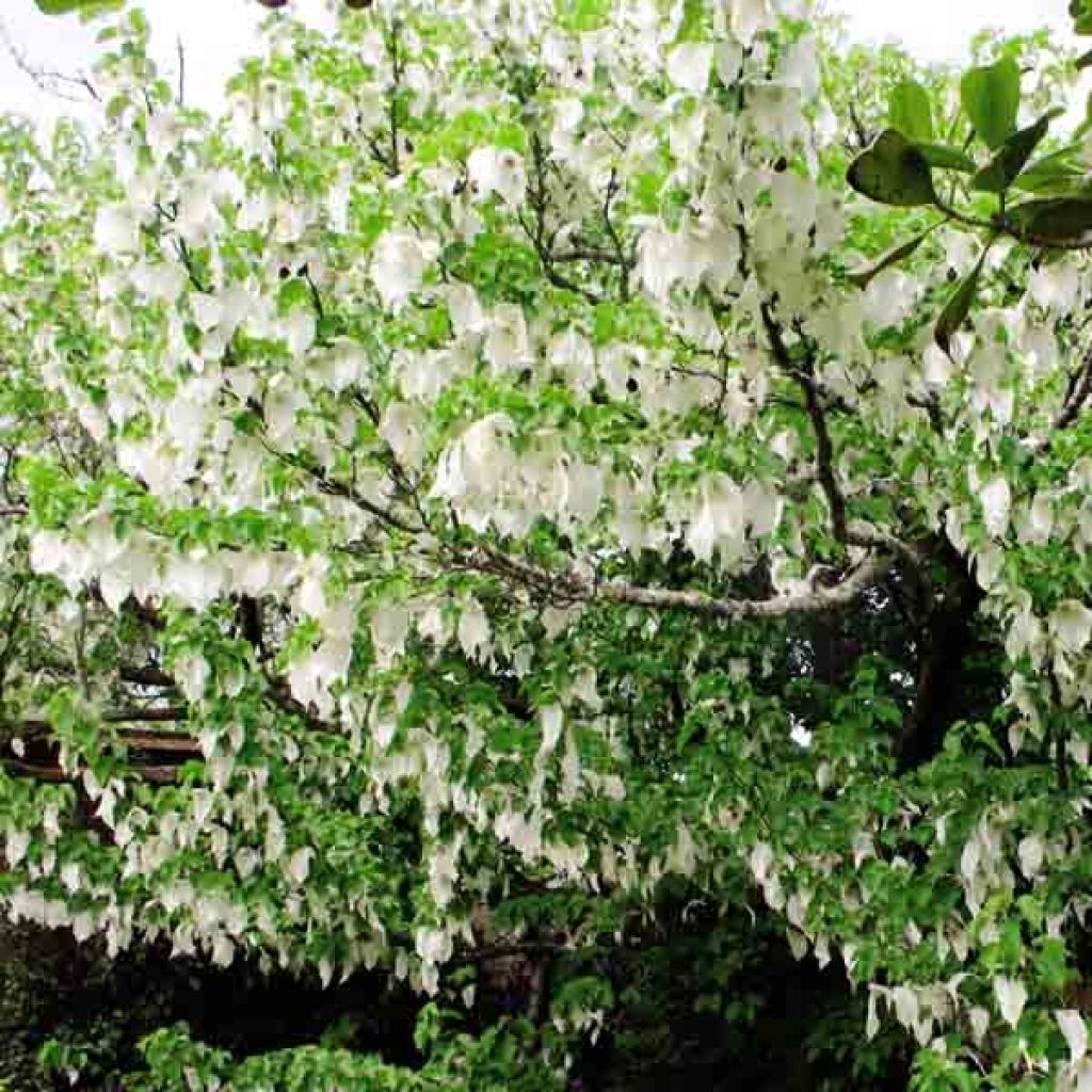 Davidia involucrata var. vilmoriniana - Dove Tree