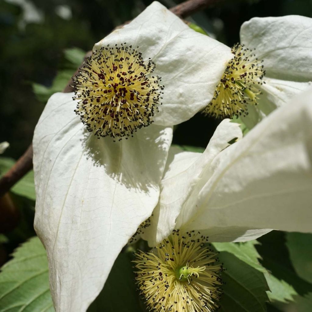 Davidia involucrata - Dove Tree