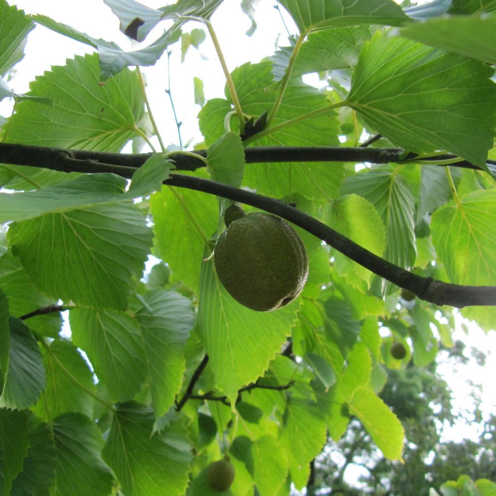 Davidia involucrata - Dove Tree