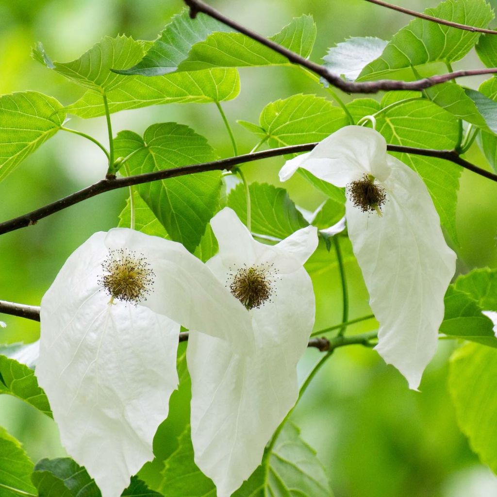 Davidia involucrata - Dove Tree