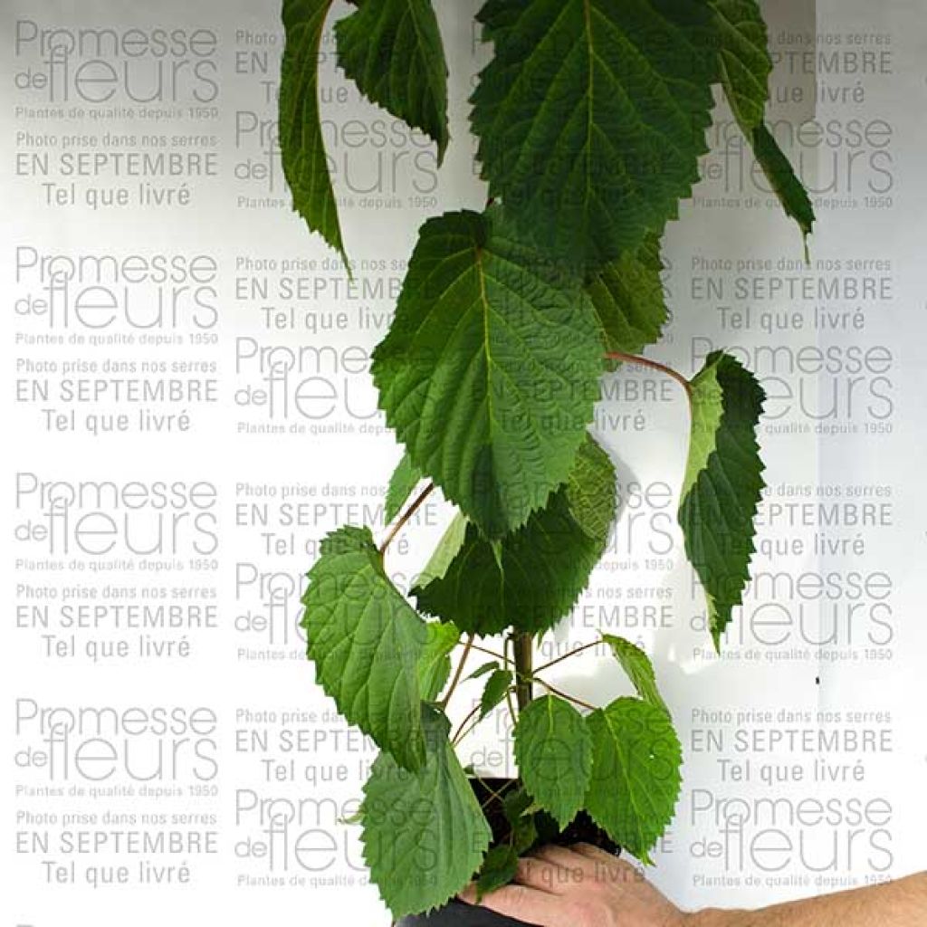 Davidia involucrata var. vilmoriniana - Dove Tree