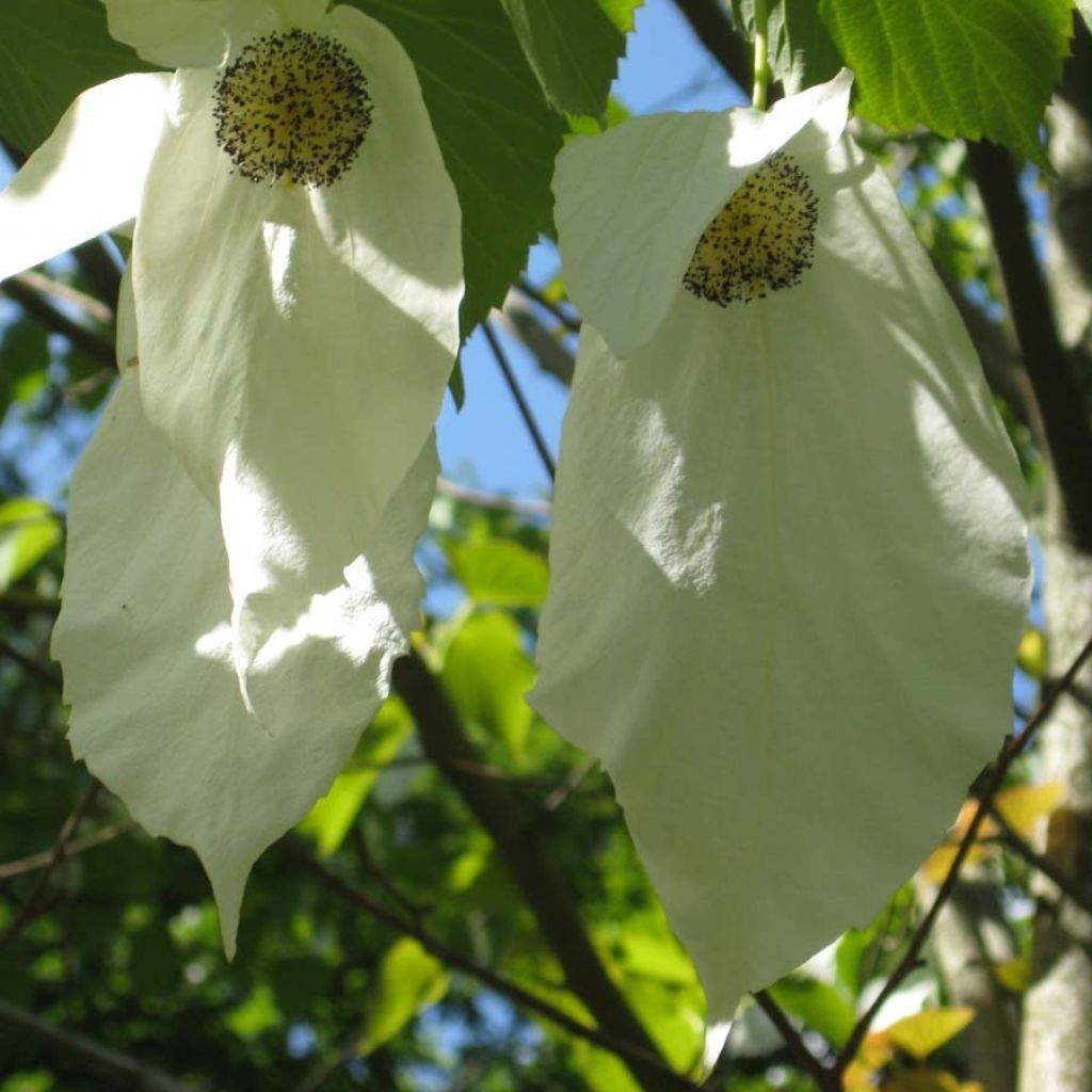 Davidia involucrata Sonoma - Dove Tree