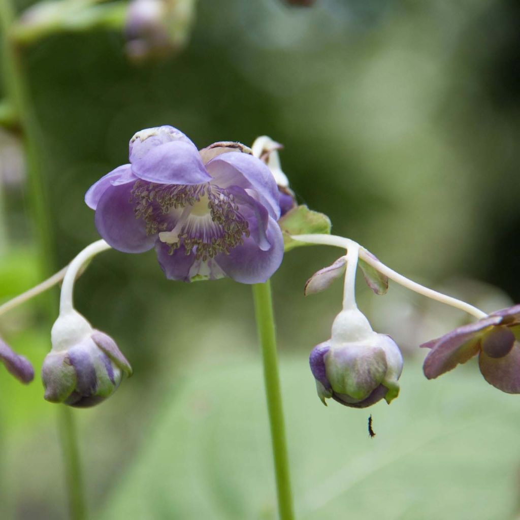 Deinanthe caerulea Blue Wonder