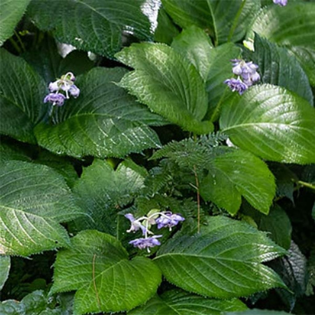 Deinanthe caerulea Blue Wonder