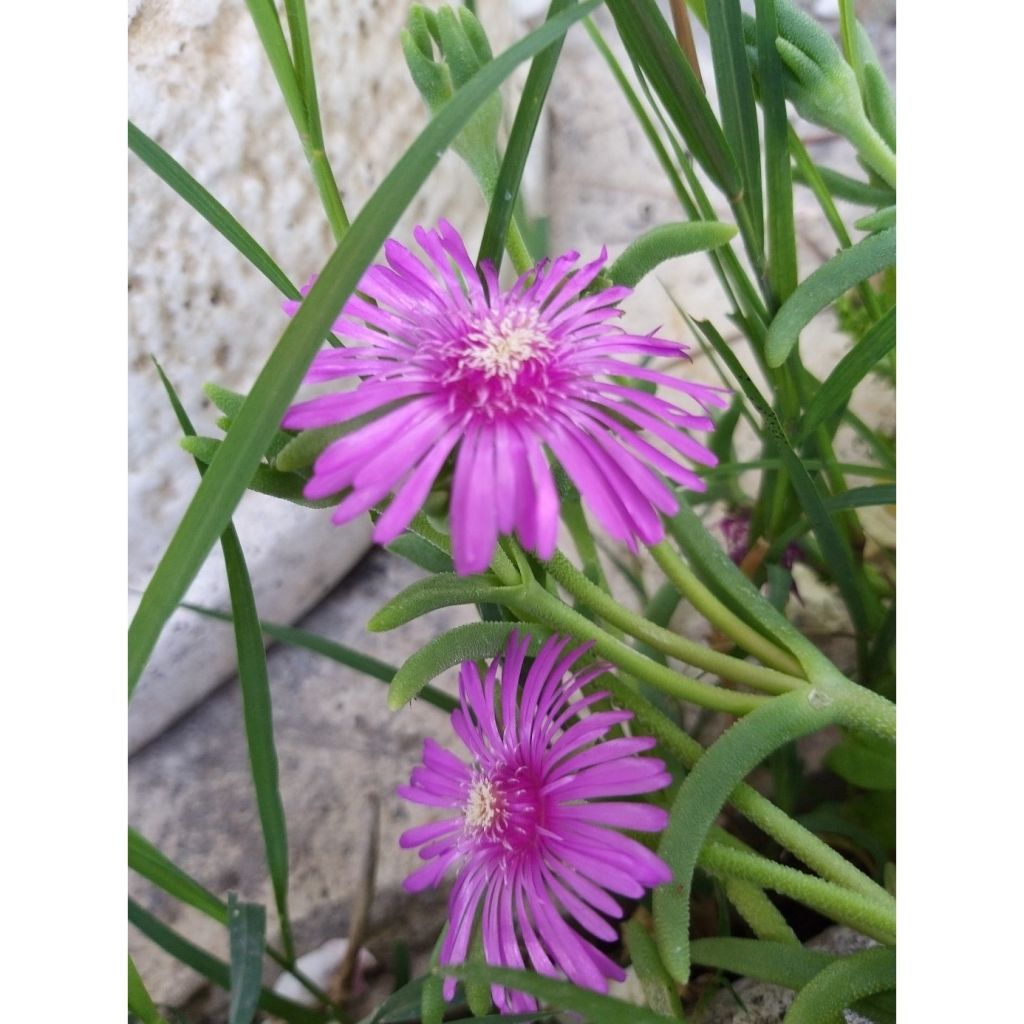 Delosperma cooperi