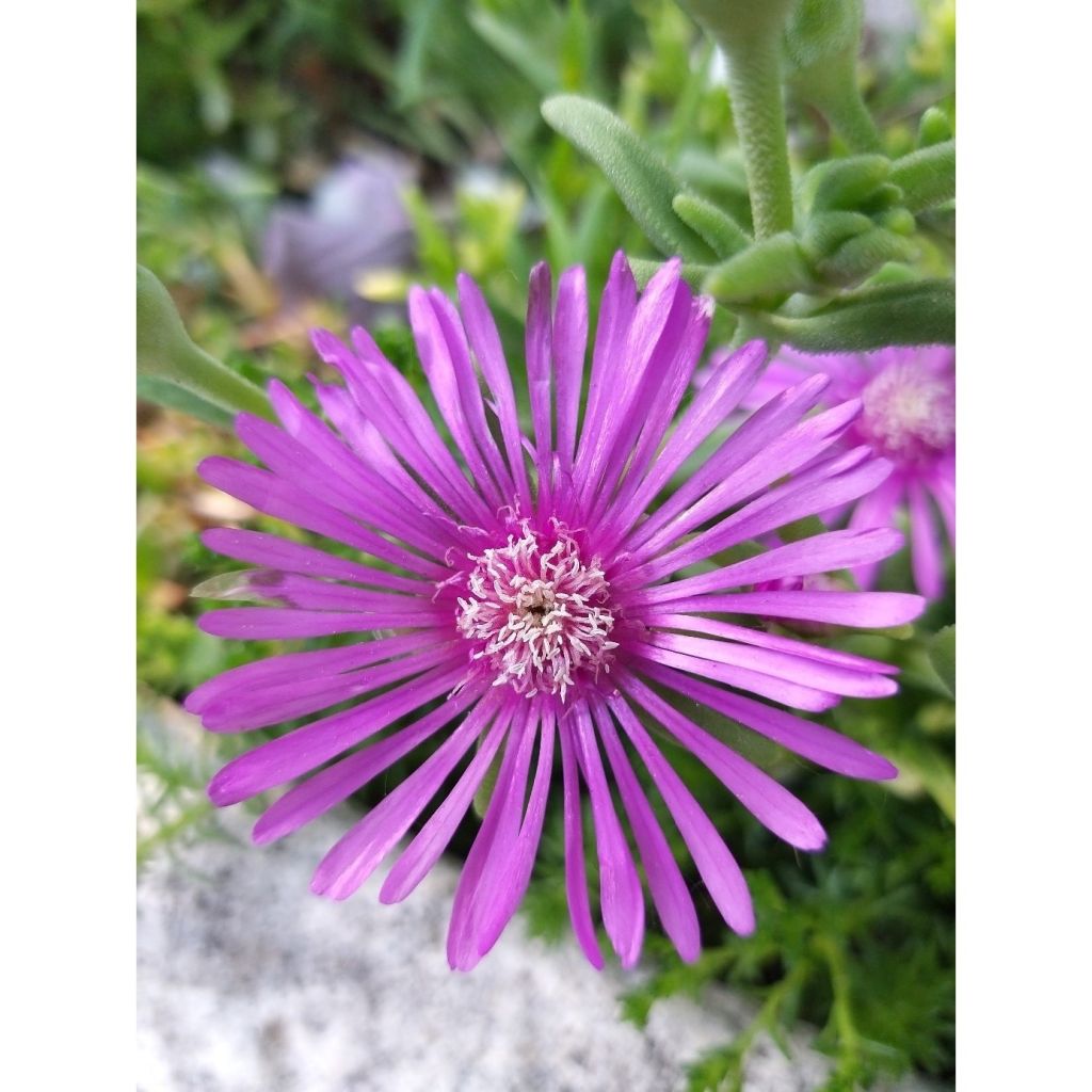 Delosperma cooperi