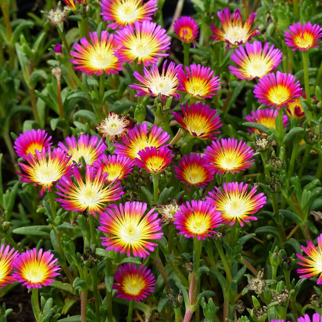 Delosperma Wheels of Wonder Hot Pink - Ice Plant