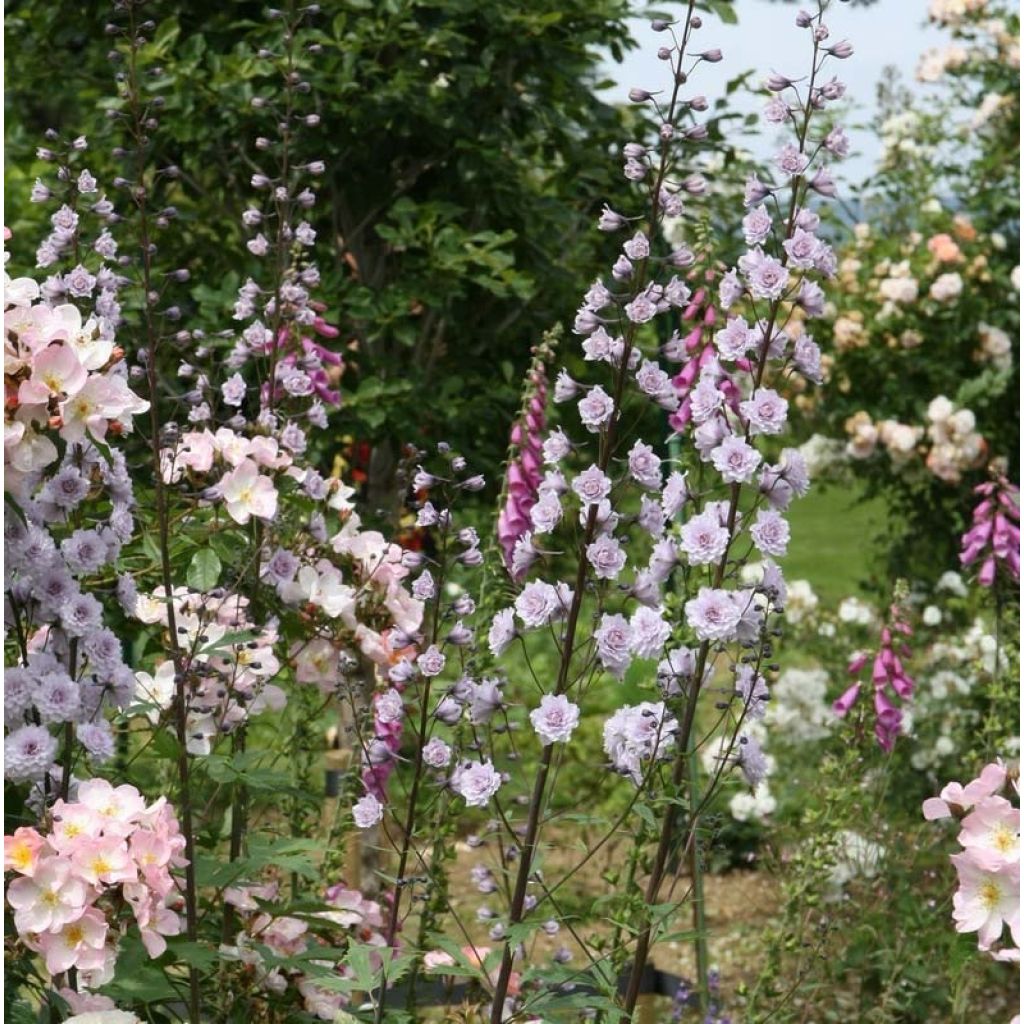 Delphinium Cha Cha - Larkspur