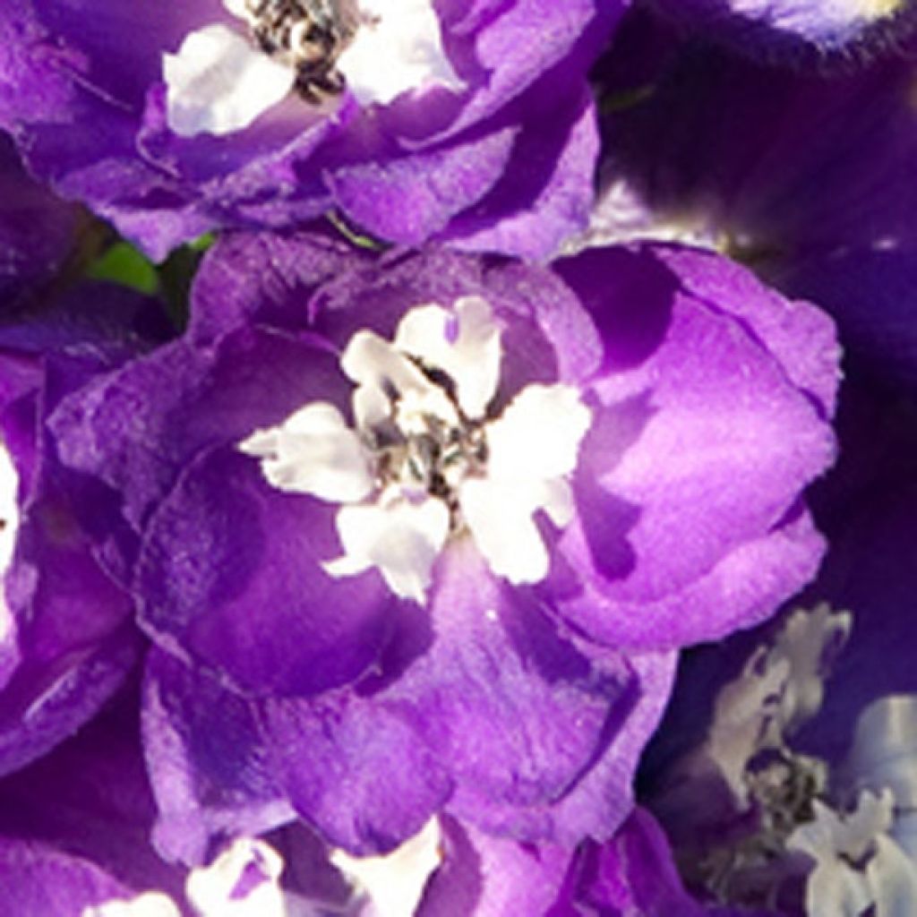 Delphinium King Arthur - Larkspur