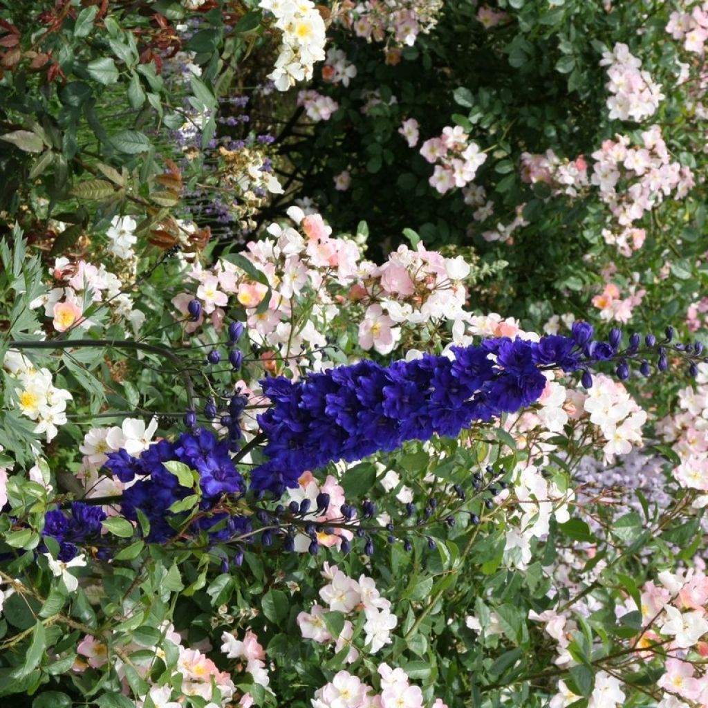 Delphinium Völkerfrieden - Larkspur