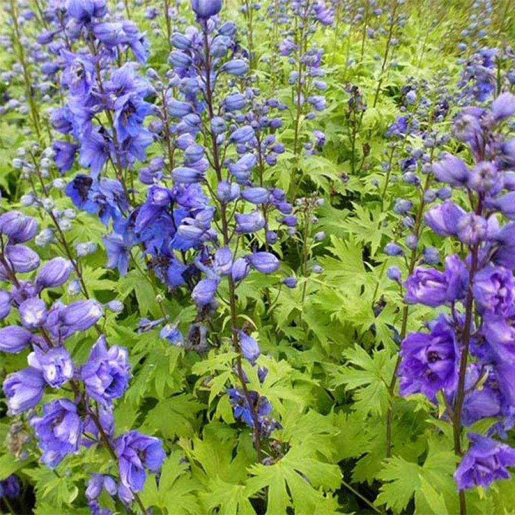 Delphinium Blue Jay - Larkspur