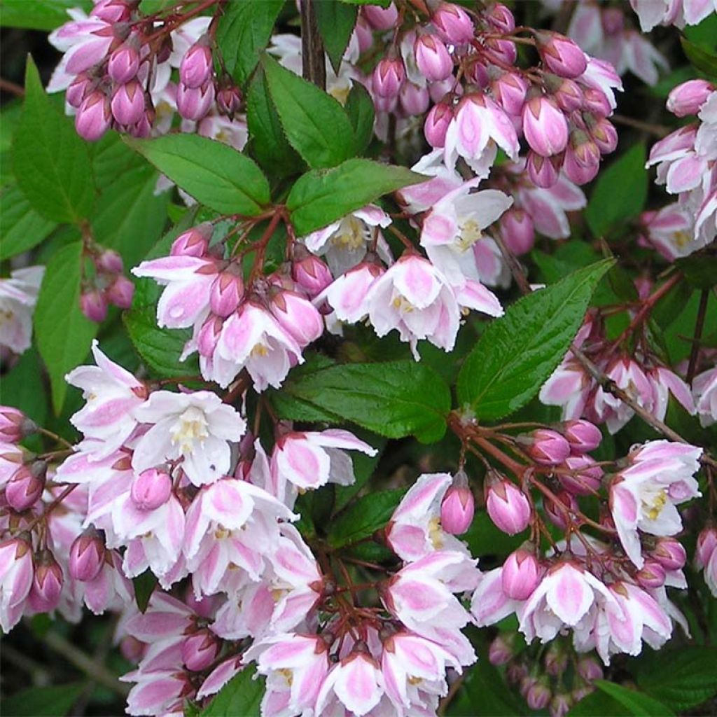 Deutzia purpurascens Kalmiiflora