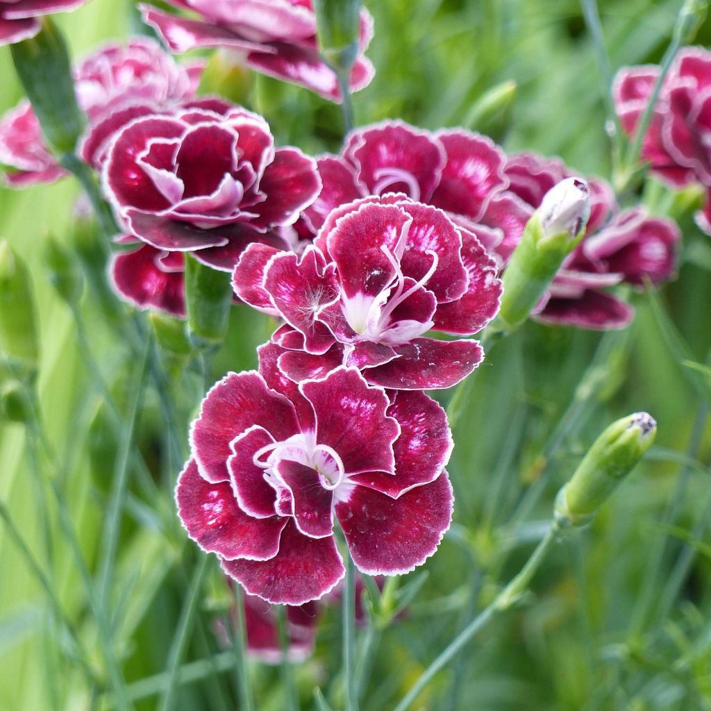 Dianthus allwoodii Romeo