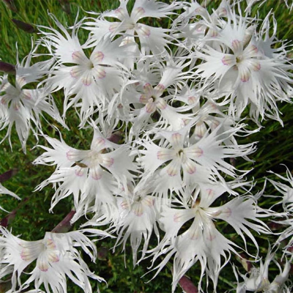 Dianthus arenarius