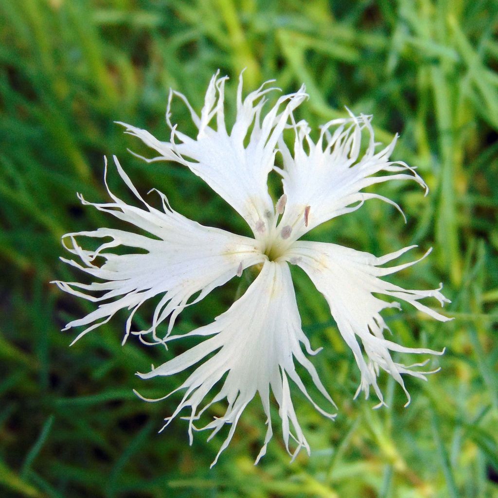 Dianthus arenarius