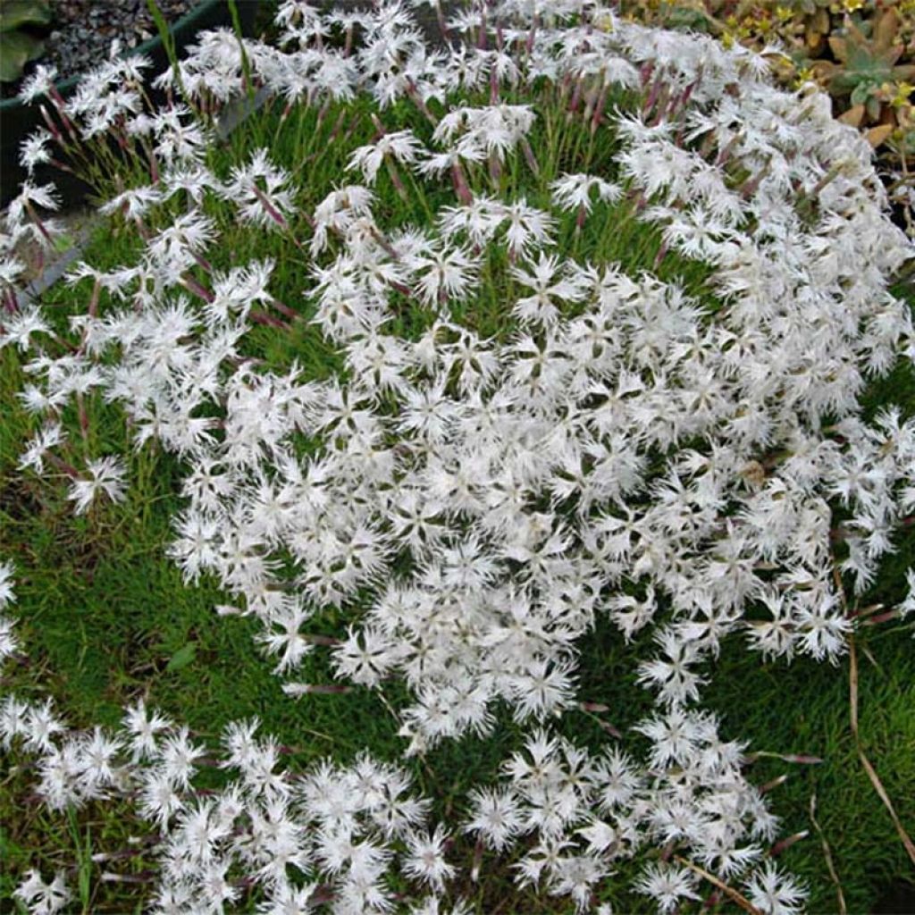 Dianthus arenarius