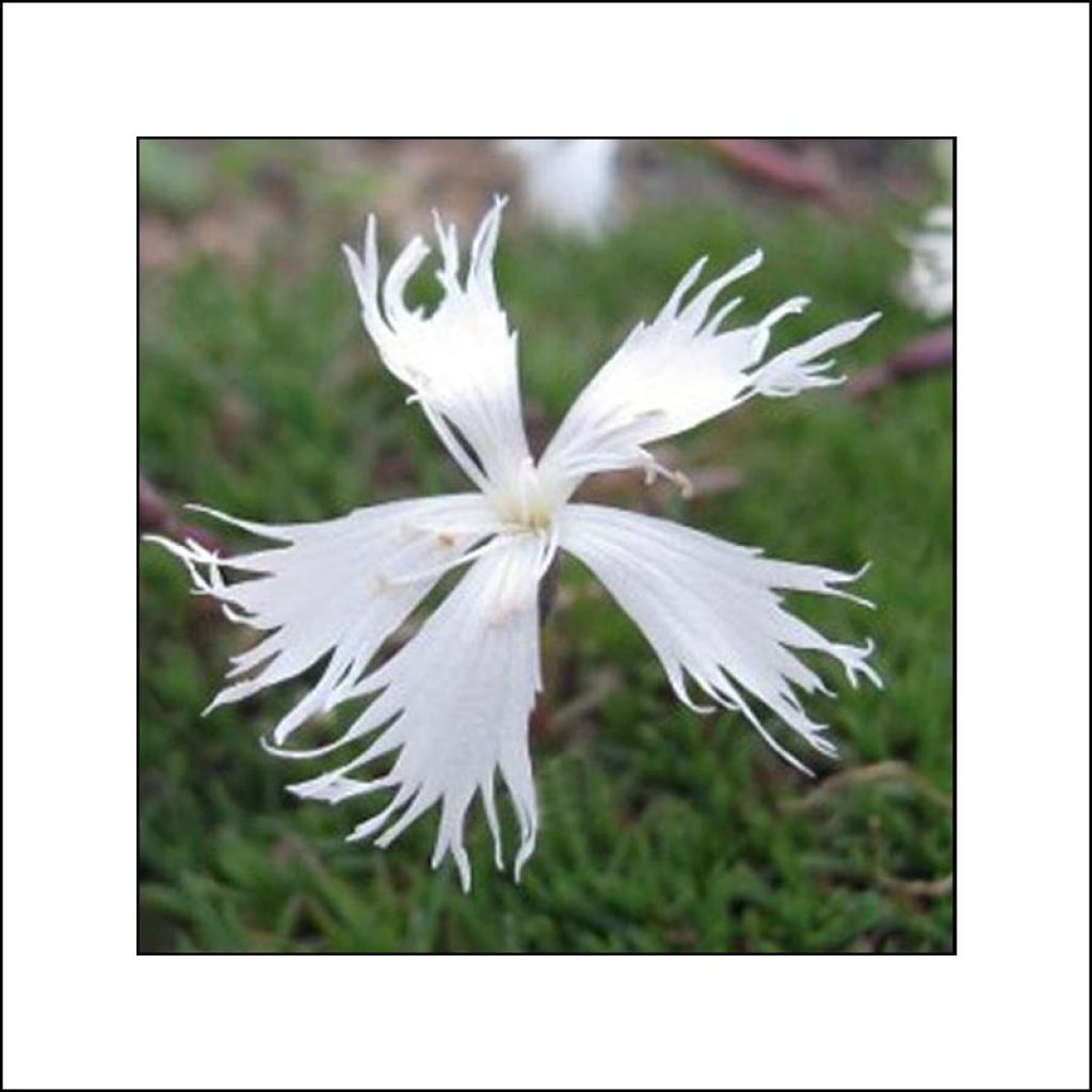 Dianthus squarrosa Berlin Snow