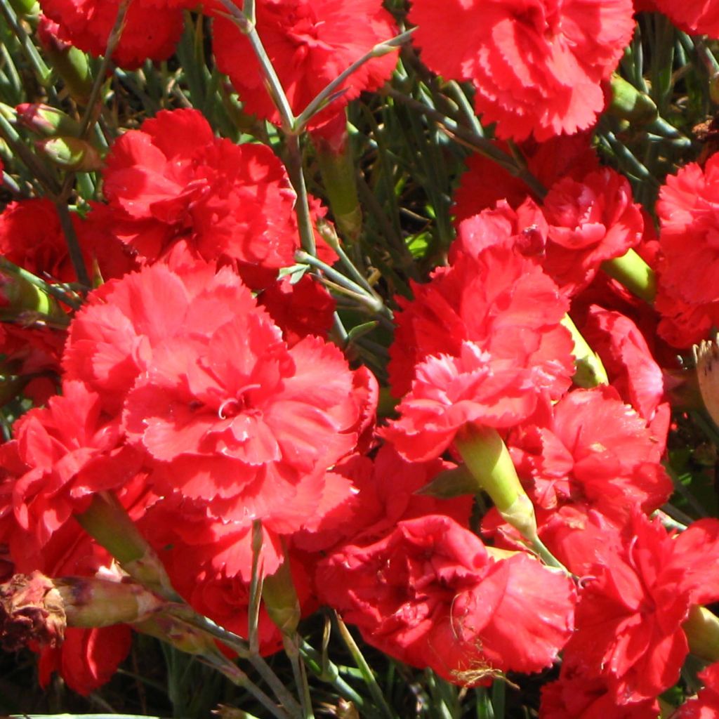 Dianthus plumarius David