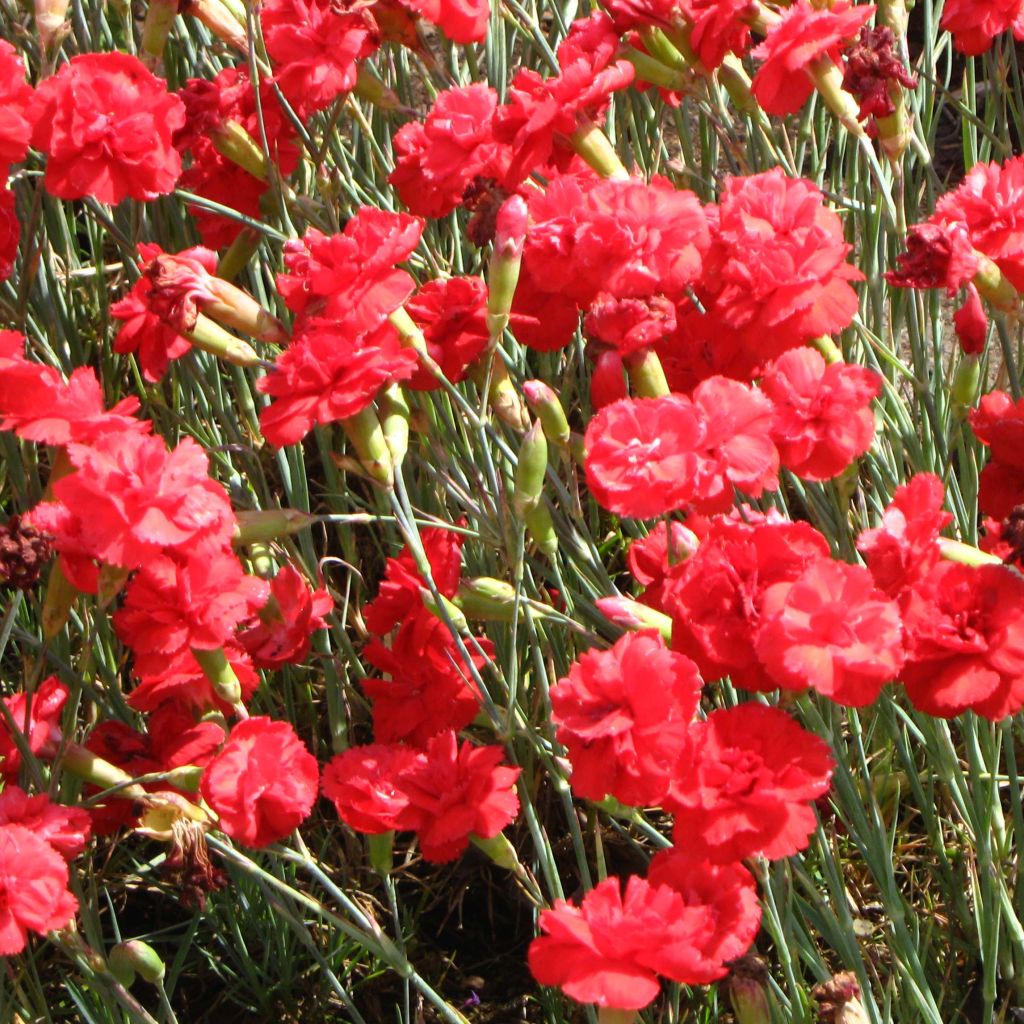 Dianthus plumarius David