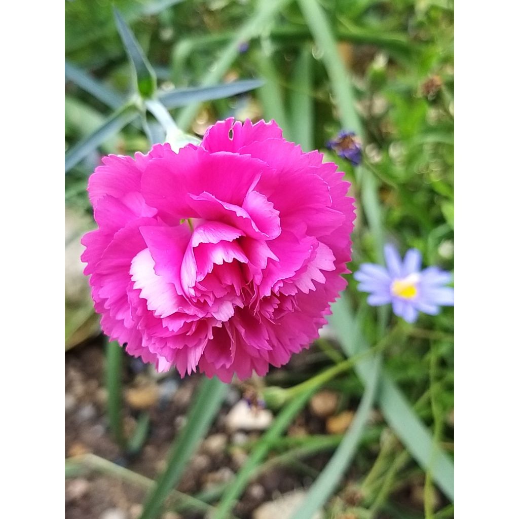 Dianthus plumarius Lily the Pink