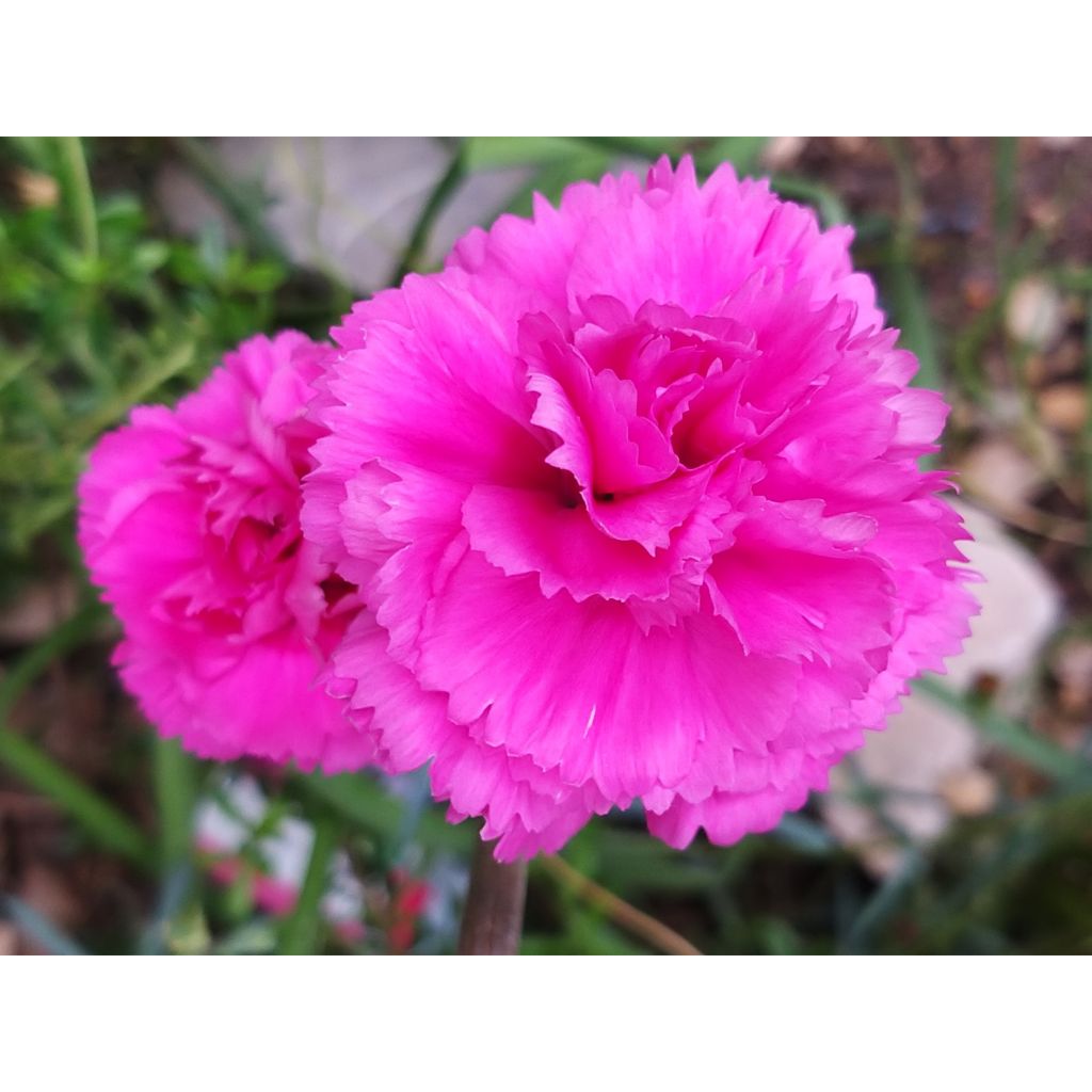 Dianthus plumarius Lily the Pink