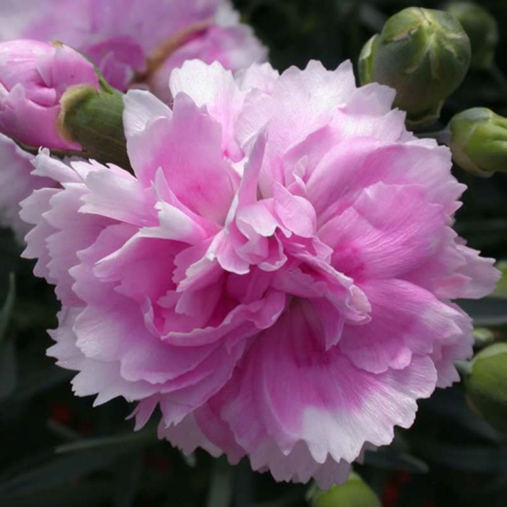 Dianthus plumarius Scent First Iced Gem