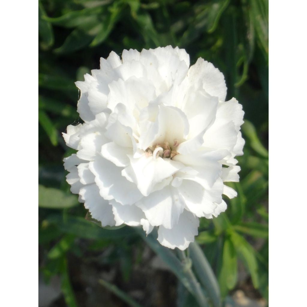 Dianthus plumarius Devon Dove