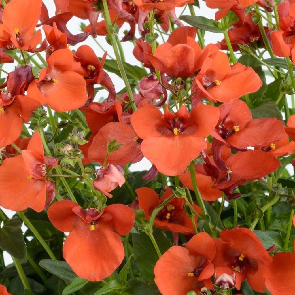 Diascia Breezee Plus Orange