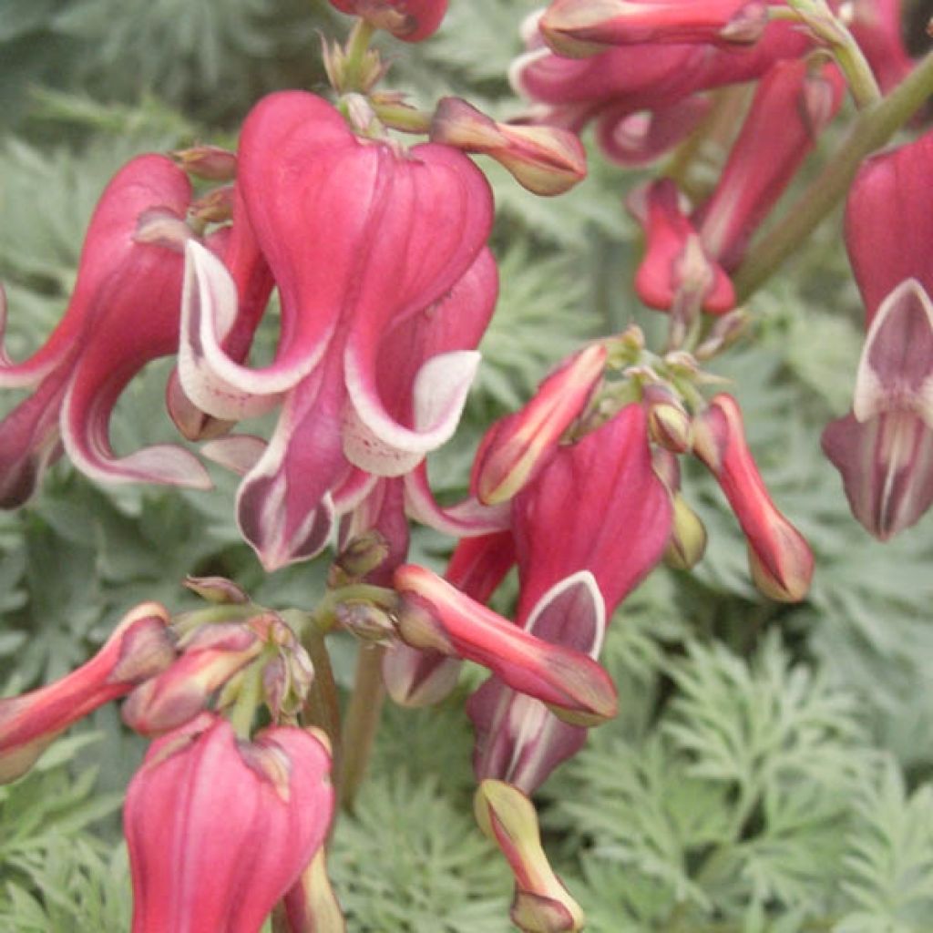 Coeur de Marie - Dicentra King of Hearts