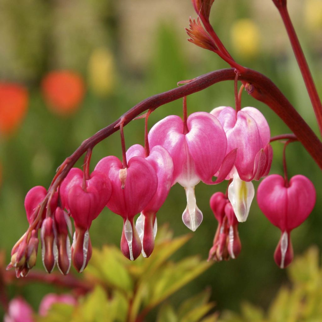 Dicentra spectabilis - Bleeding Heart