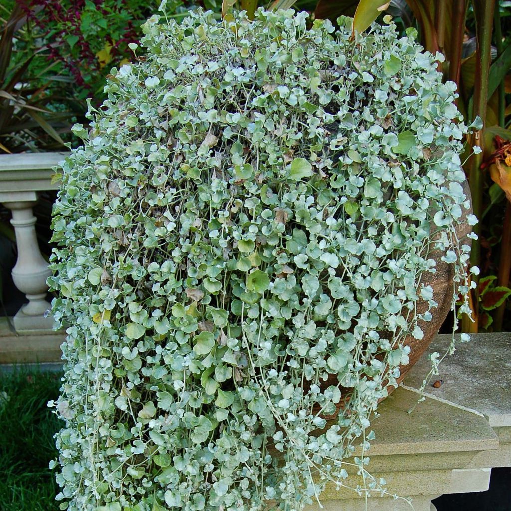 Dichondra Silver Falls - Silver ponysfoot