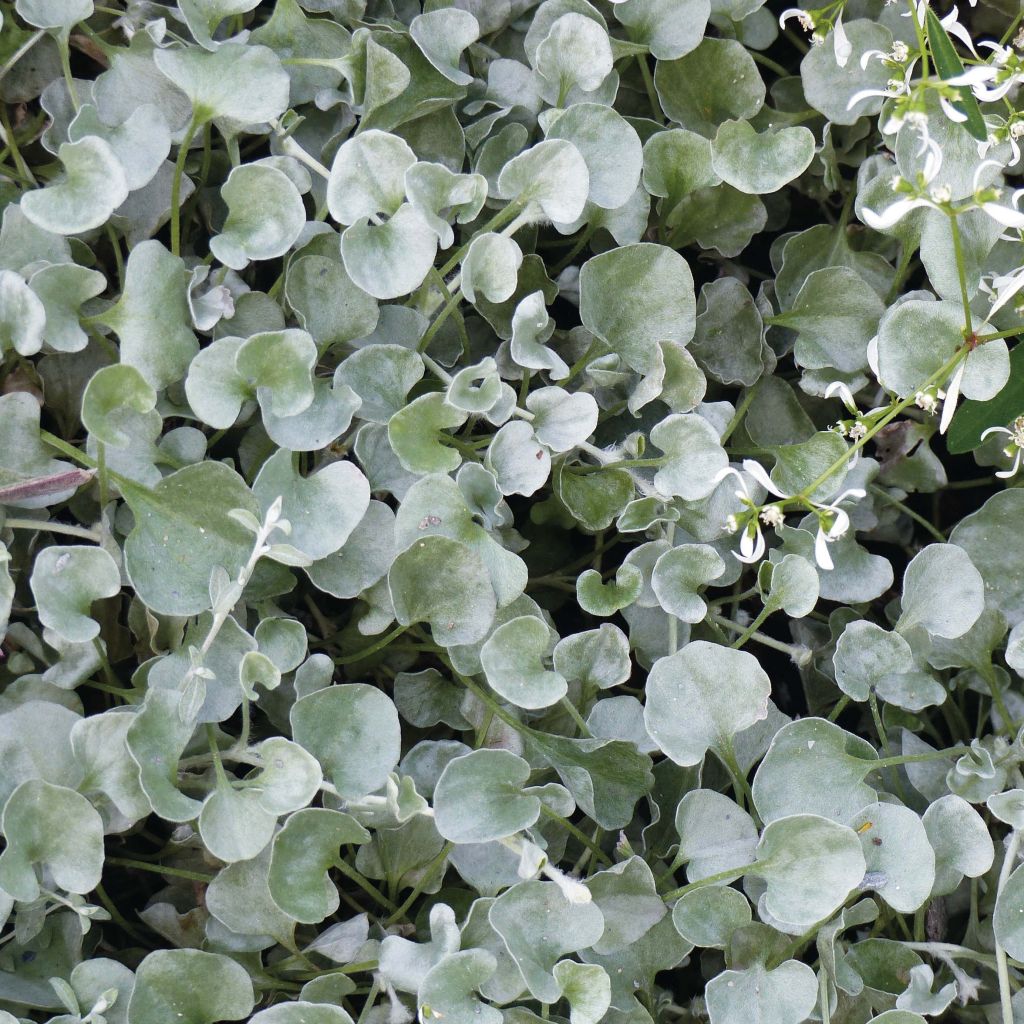 Dichondra Silver Falls - Silver ponysfoot