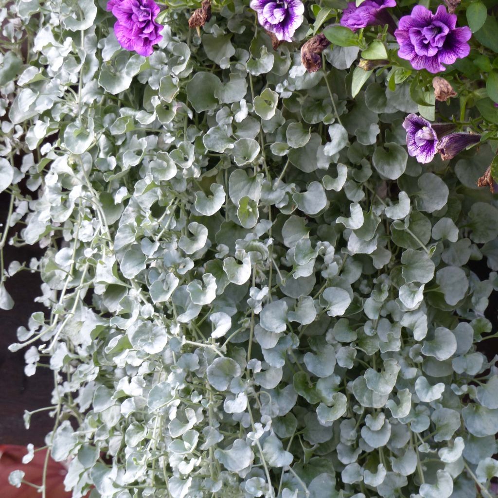 Dichondra Silver Falls - Silver ponysfoot