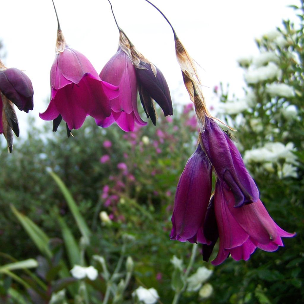 Dierama pendulum var. robustum Blackberry Bells