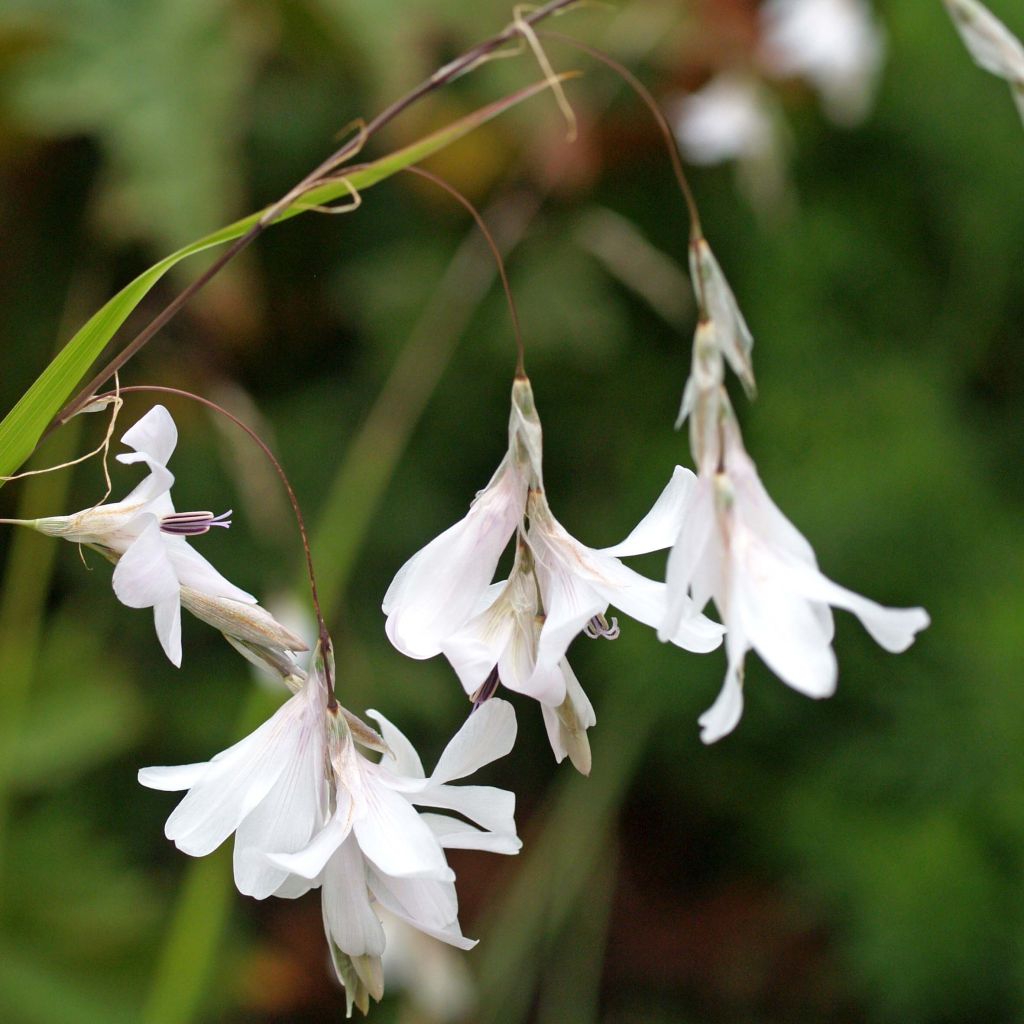 Dierama Guinevere