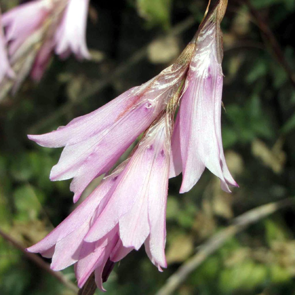 Dierama erectum Pink Rocket